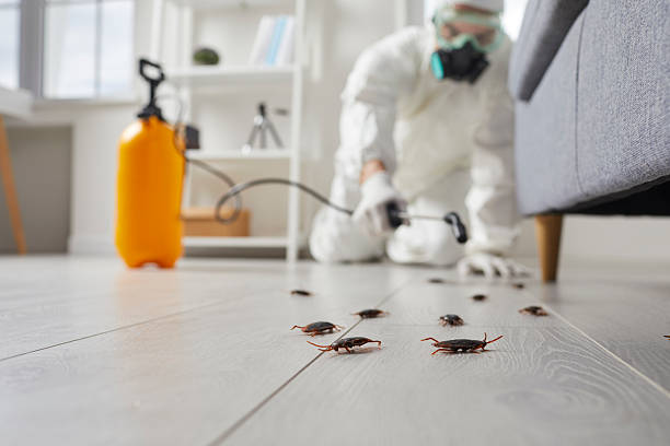 Commercial Rodent Management in Harlingen